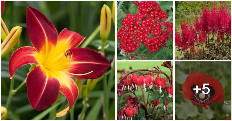 10 Best Beautiful Red Perennial Flowers