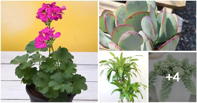8 Low-maintenance Indoor Plants That Are Suitable For The Forgetful Gardener