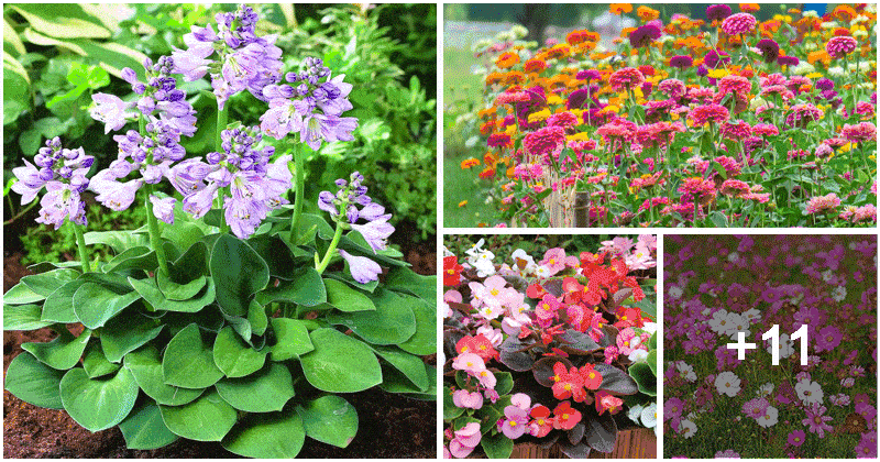 15 Best Low Maintenance Flowers To Grow In The Garden