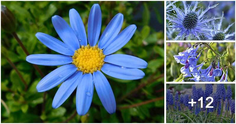 16 Charming Blue Flowers To Grow In The Garden