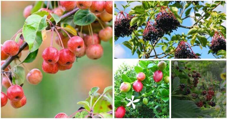 Edible Hedge Plants That Are Great For Both Landscaping And Fresh Food ...