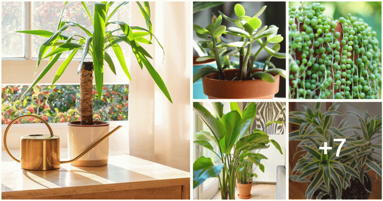 12 Houseplant Varieties Tolerate Direct Sunlight