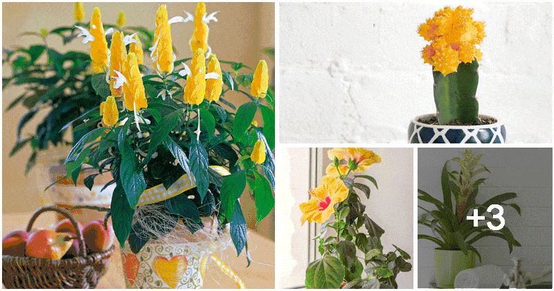 Beautiful Yellow Flowering Houseplants You Will Love Grow