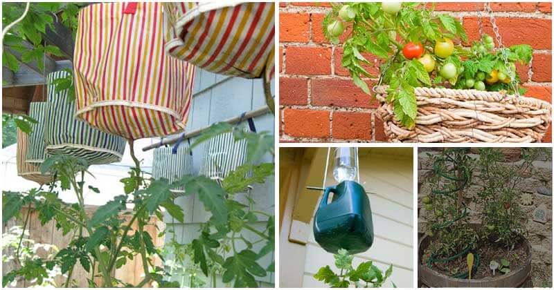 Easy And Cheap Tomato Planter Ideas