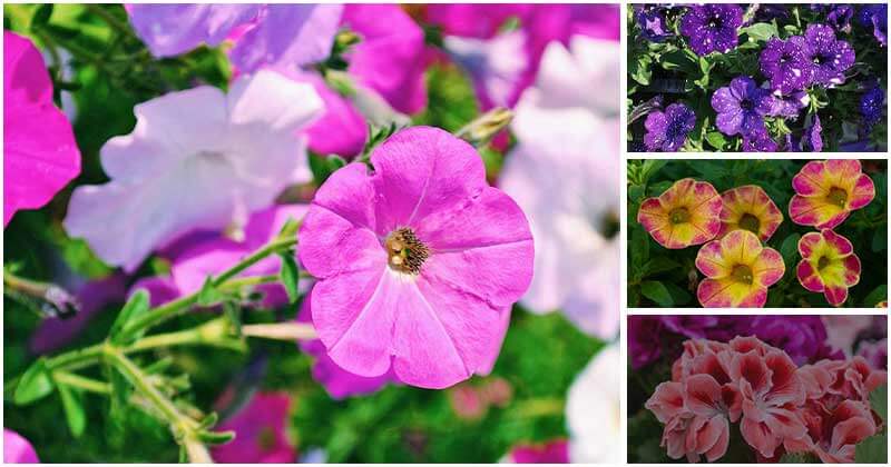 Beautiful Summer Annual Flowers To Grow In Full Sun