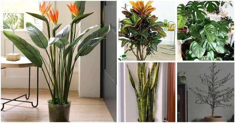 8 Beautiful Big Houseplants For The Corners of Your Home