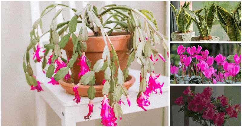 Indoor Plants That Prefer Growing In Coffee Grounds