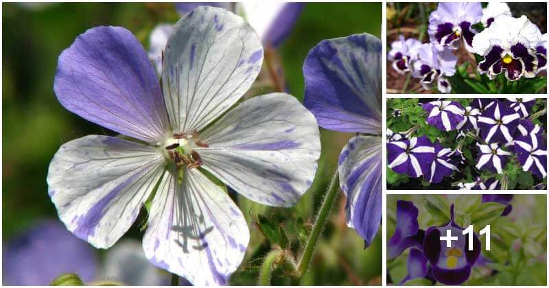 15 Easy-To-Grow White And Purple Flowers To Add To Your Garden