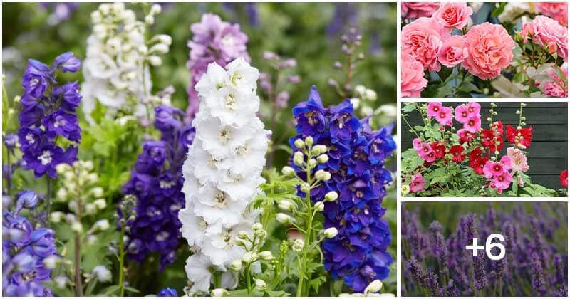 10 Must-have Flowers For An English Garden