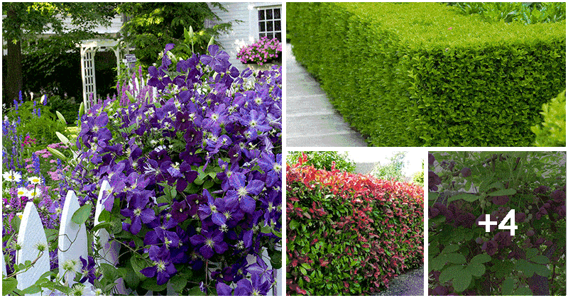 9 Beautiful Plants To Grow For Fence Line Privacy