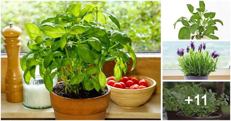 14 Indoor Herbs To Grow Easily All Year Long