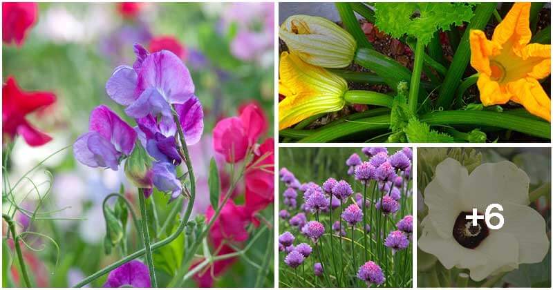 10 Stunning Flowering Vegetables To Grow In Your Garden