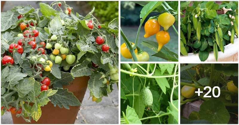 25 Lovely Miniature Vegetables and Fruits To Grow