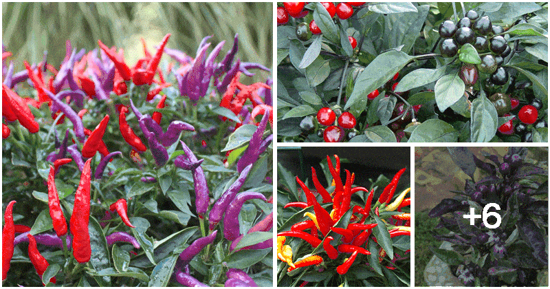 10 Types of Ornamental Peppers You Can Grow