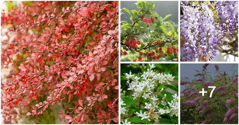 12 Invasive Plants You Should Consider Before Growing Them In The Garden