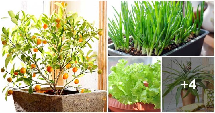 Kitchen Scraps You Can Re Grow To Become Indoor Plants In The Future   B 750x394 