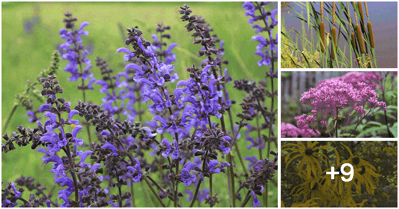 15 Best Plants That Attract Dragonflies And Also Repel Mosquito