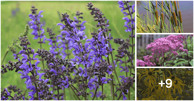 The 15 best plants that attract dragonflies and also repel mosquitoes