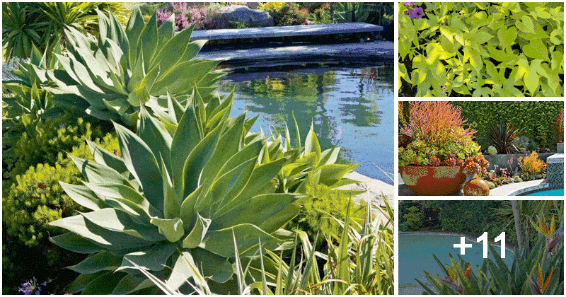 15 Stunning Plants For Pool Landscape