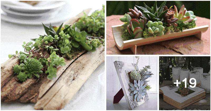 23 Creative DIY Succulent Planter Ideas To Place On Desk And Tabletop
