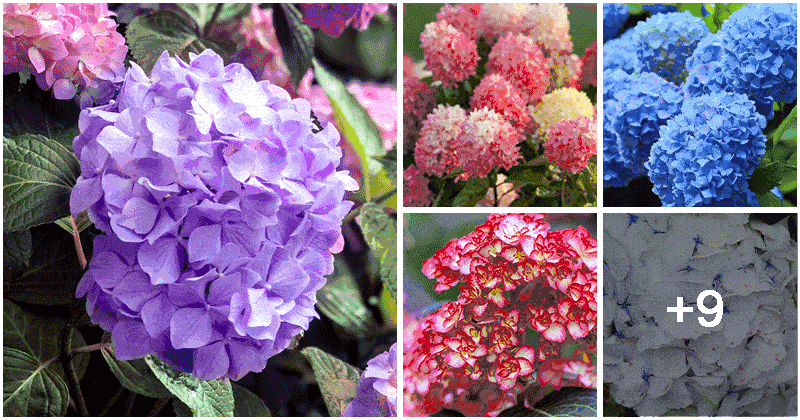 14 Beautiful Hydrangea Flower Varieties
