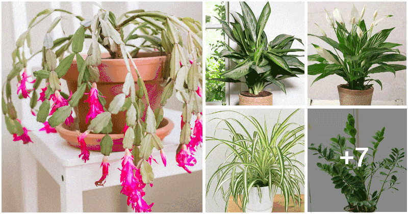 12 Easy Houseplants That Grow Well On Cold Winter Days