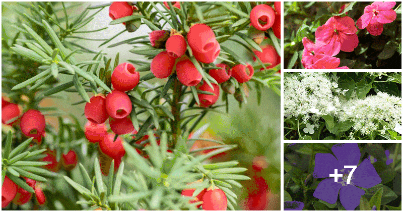 11 Beautiful Plants For North Facing Gardens