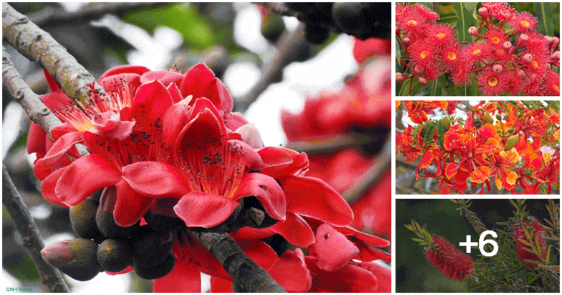 10 Stunning Red Flowering Trees For Your Landscape