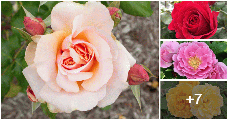 Growing Beautiful Roses – Growing Beautiful Roses: Tips for Different ...