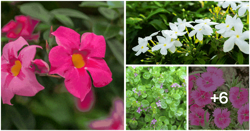 Best Fragrant Plants To Grow In Yard