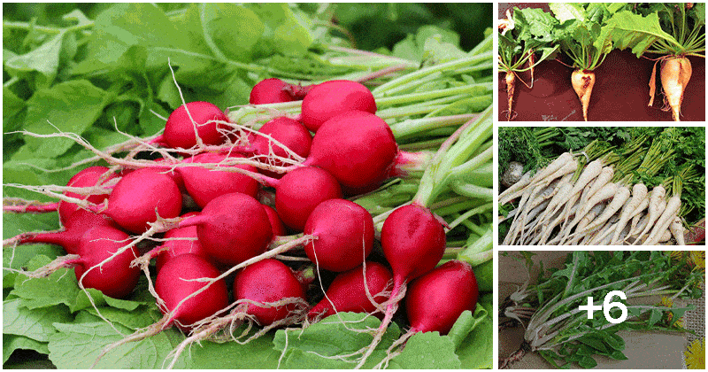 10 Different Vegetable Types That Have Taproots