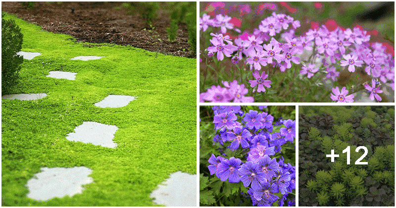 16 Hardy Ground Cover Plants To Grow For Your Landscape