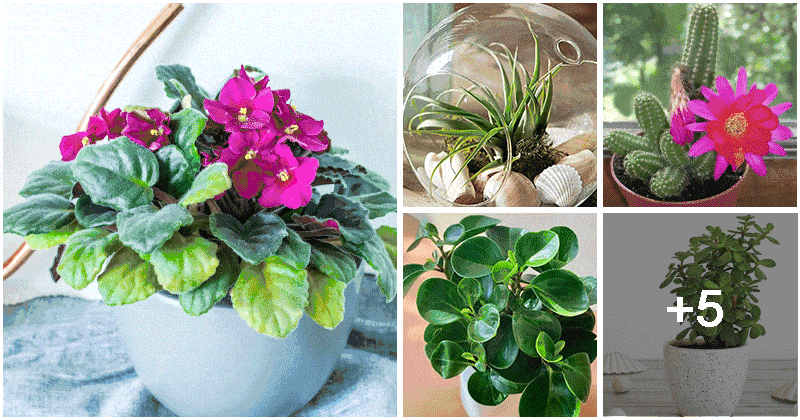 10 Lovely And Small Houseplants For Your Compact Spaces
