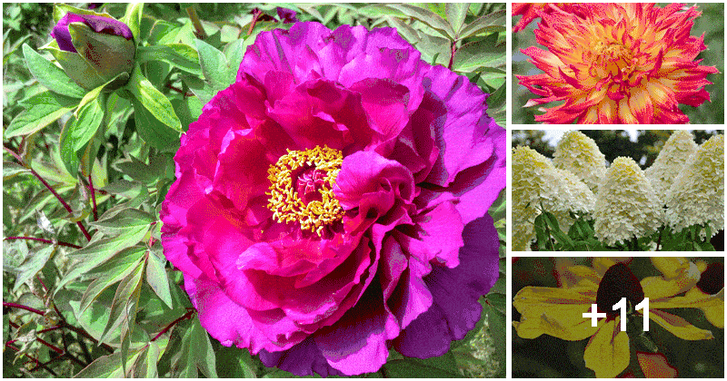 15 Plants That Displays Biggest Blooms You Will Love Grow In The Garden