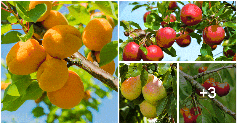 7 Fruit Trees That Thrive In The Cold Weather