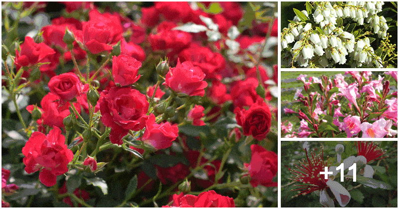 15 Beautiful Flowering Bushes For Year-round Color