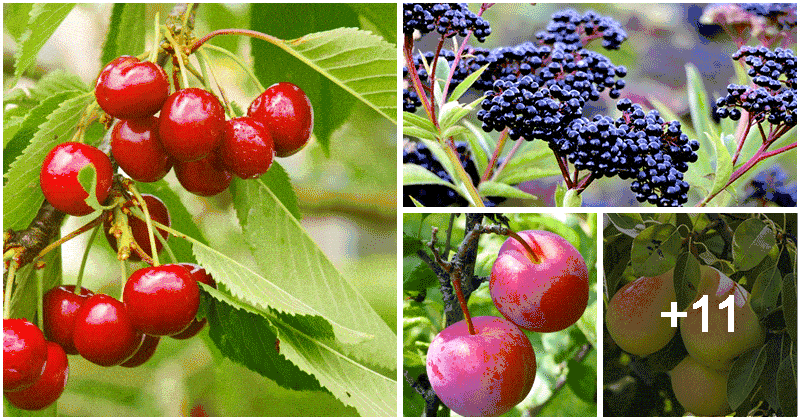 15 Fruit Trees And Berries You Can Grow Shade Areas