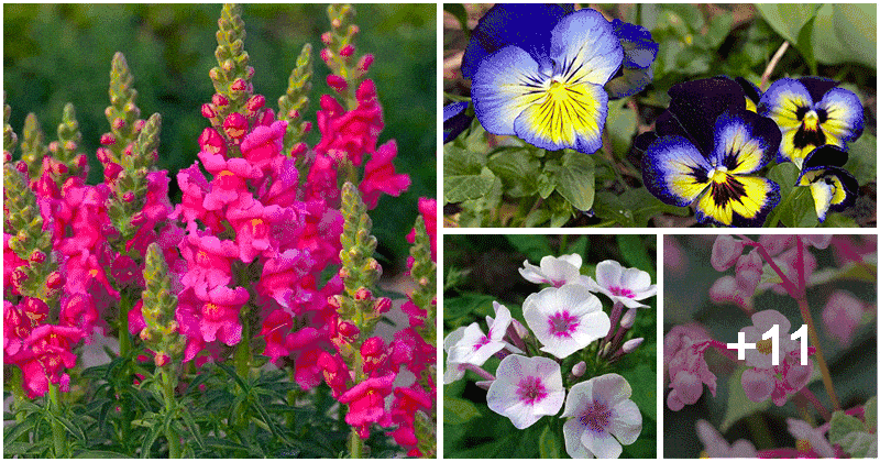 15 Hardy Flowers For Beginners