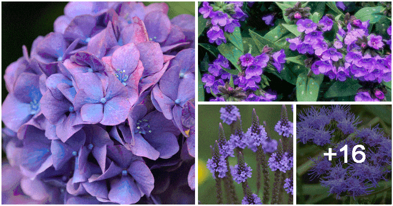 20 Beautiful Plants That Displays Green Leaves And Purple Flowers