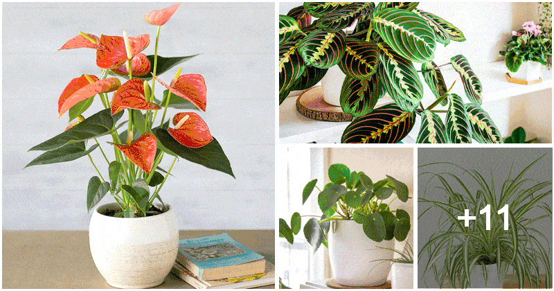 Top 15 Living Room Plants That Spruce Up Your Space