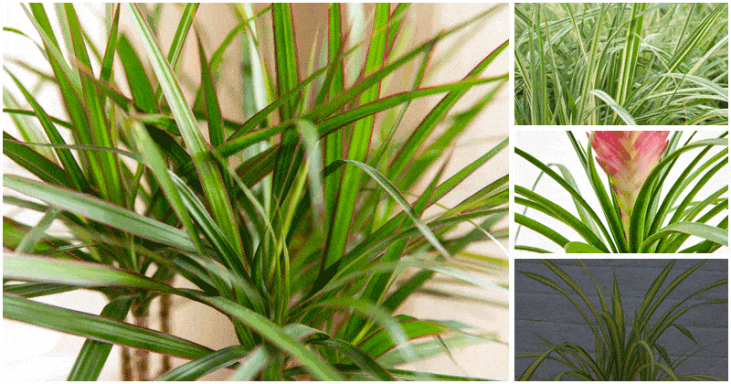 7 Plants That Have Leaves Look Like Spider Plants