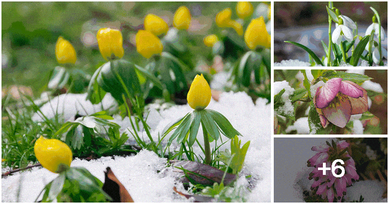 10 Plants That Open Beautiful Flowers In Winter