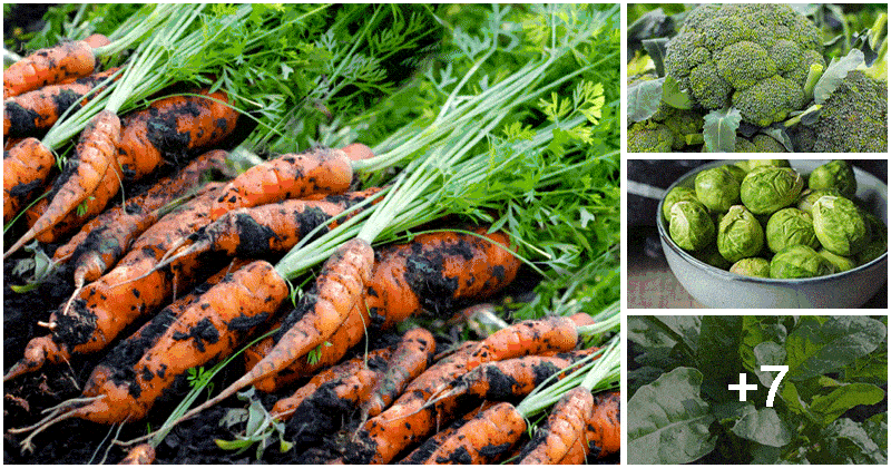 Best Nutrient Vegetbles To Grow In Your Garden