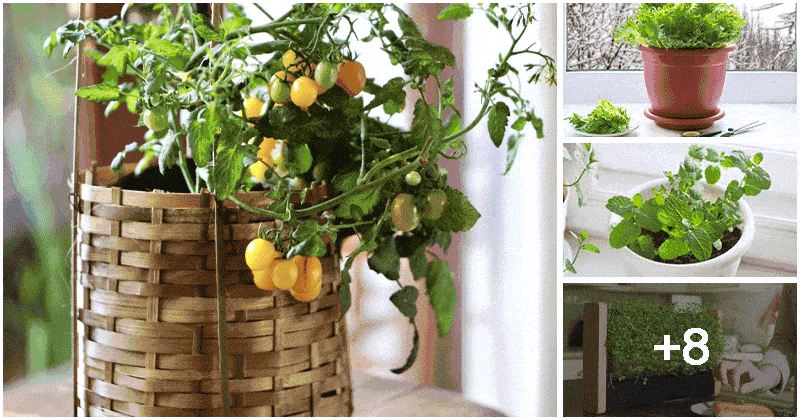 12 Vegetables And Herbs That Acts As Houseplants