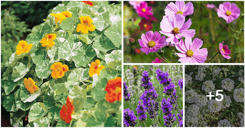 Beneficial Flowers To Grow In Vegetable Garden