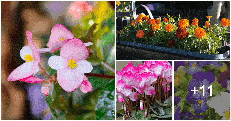 15 Best Beautiful Window Box Flower Varieties