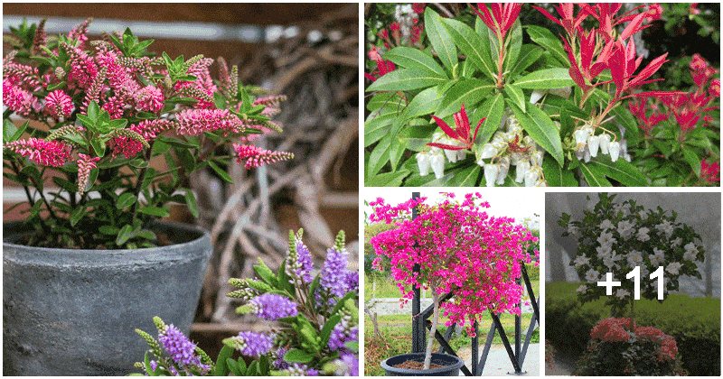 15 Colorful Flower Tree Varieties To Grow On Balcony