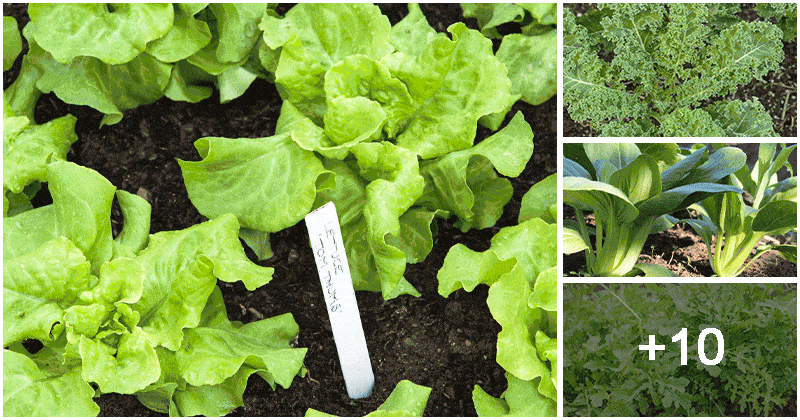 14 Easy-to-grow Green Leafy Veggies For Beginners