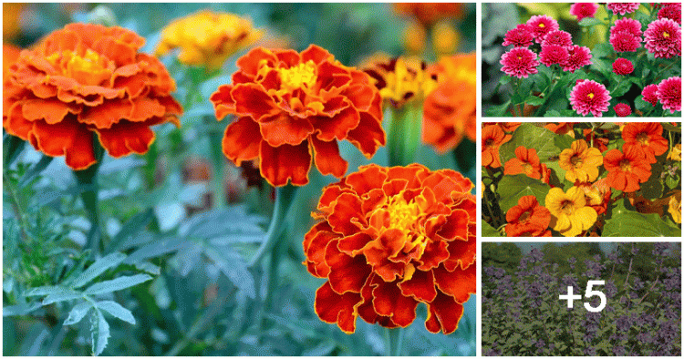 9 Best Flowers to Control Insects