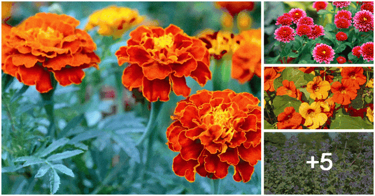 9 Best Flowers to Control Insects